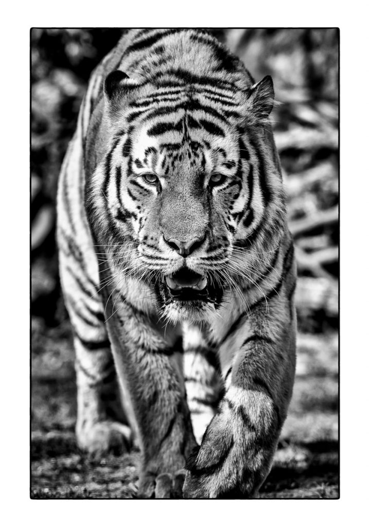 02_MCM_9885_ML_TIGER_70x100_MICHAEL_C_MOELLER