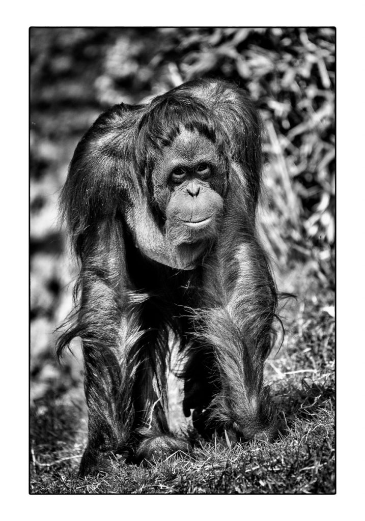 03_MCM_9954_ML_ORANG_UTAN_70x100_MICHAEL_C_MOELLER