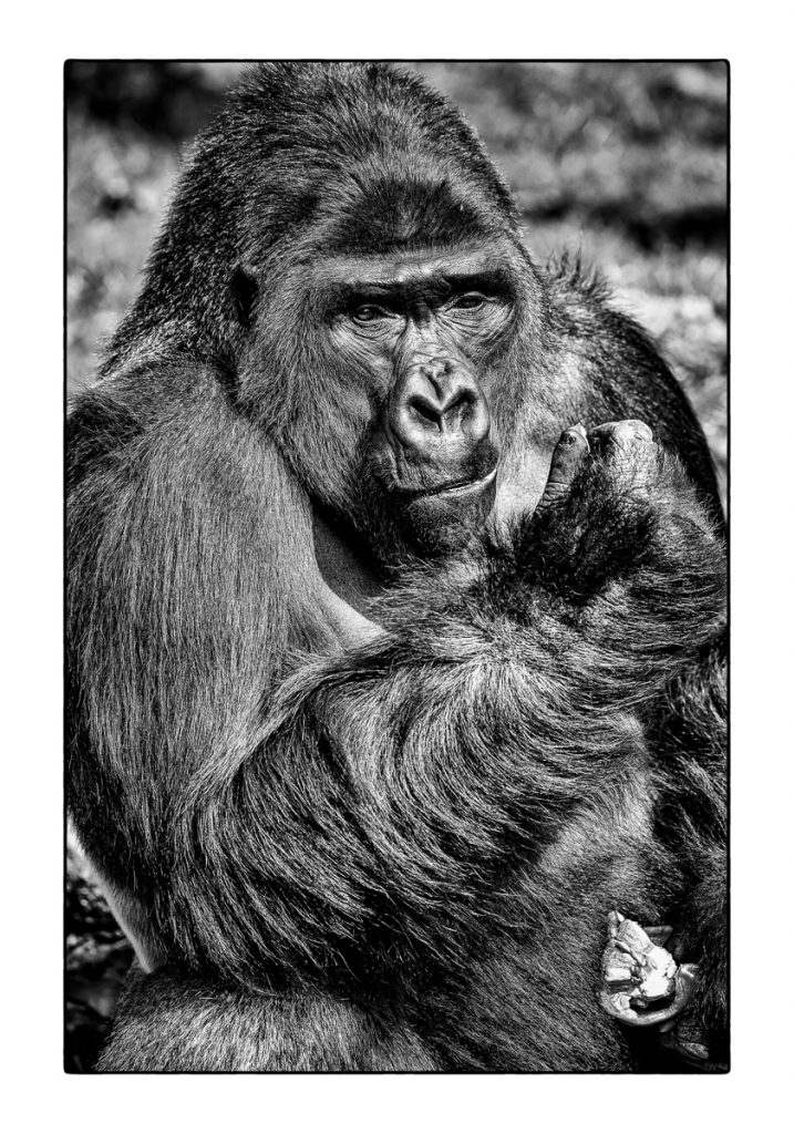 04_MCM_0645_ML_GORILLA_70x100_MICHAEL_C_MOELLER