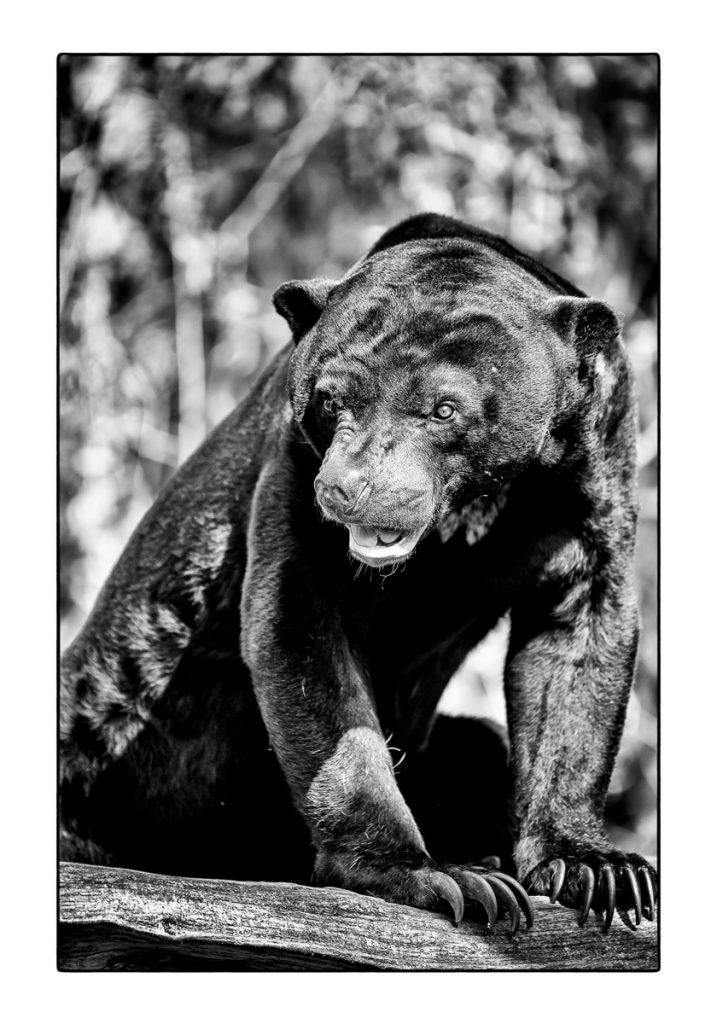 05_MCM_0383_ML_BAER_01_70x100_MICHAEL_C_MOELLER