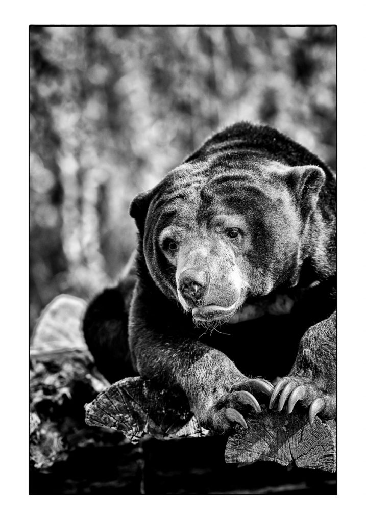 06_MCM_0398_ML_BAER_02_70x100_MICHAEL_C_MOELLER