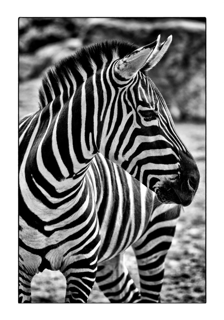 07_MCM_1416_ML_ZEBRA_01_70x100_MICHAEL_C_MOELLER