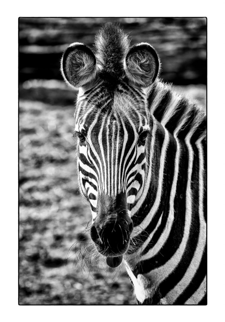 08_MCM_9935_ML_ZEBRA_02_70x100_MICHAEL_C_MOELLER