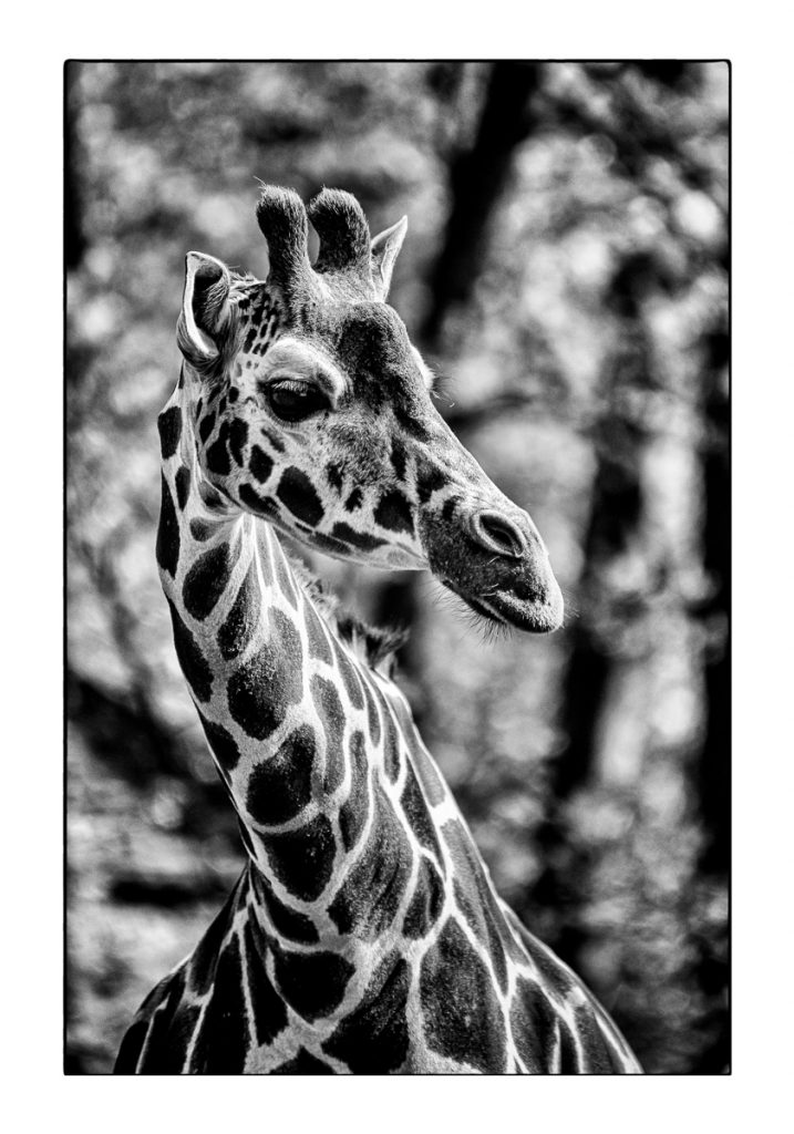 10_MCM_0134_ML_Giraffe_70x100_MICHAEL_C_MOELLER