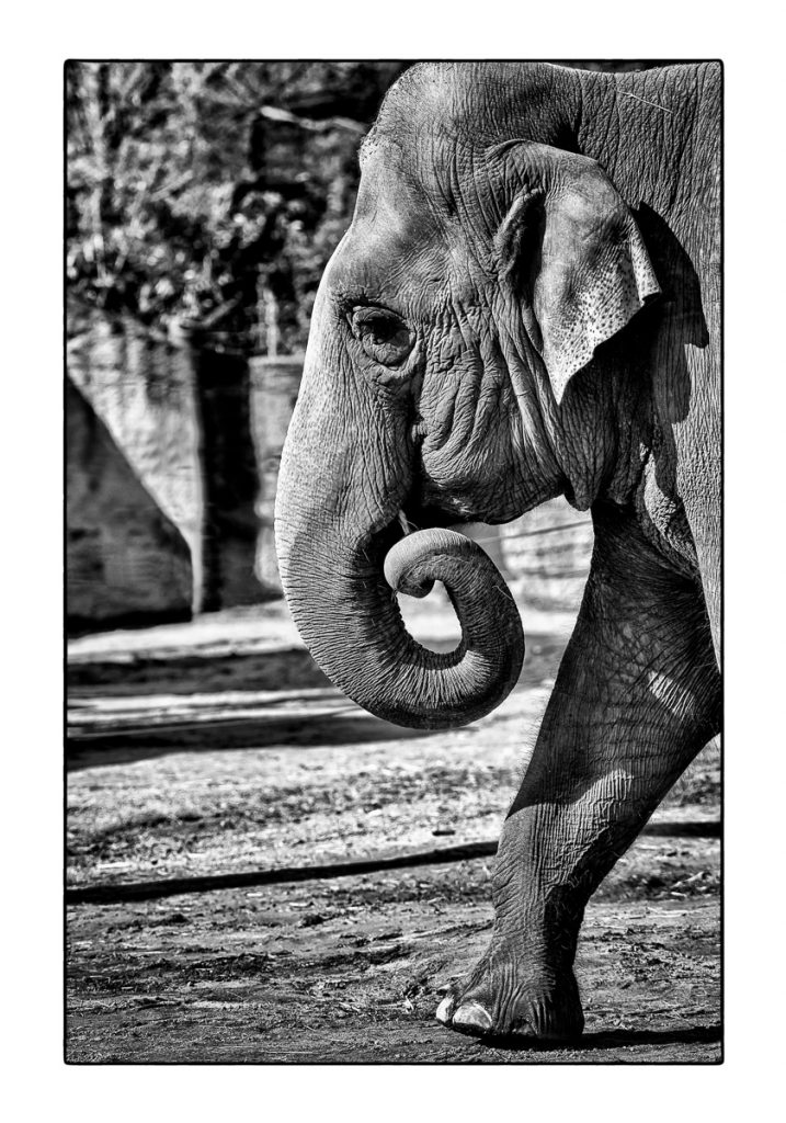 11_MCM_9925_ML_ELEFANT_01_70x100_MICHAEL_C_MOELLER