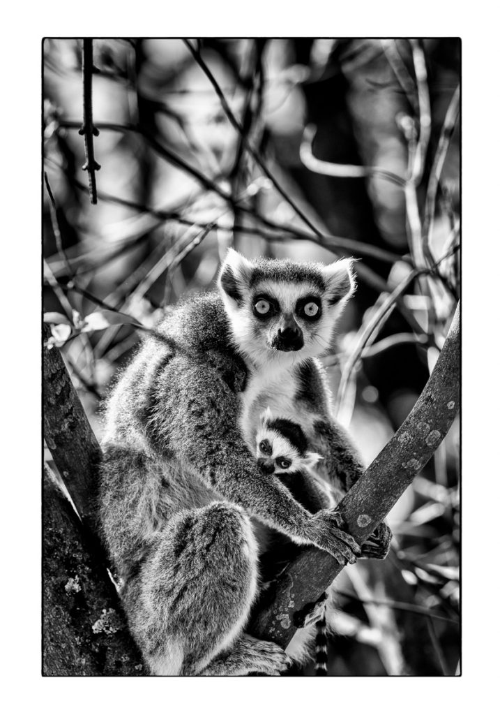 14_MCM_9880_ML_LEMUREN_70x100_MICHAEL_C_MOELLER