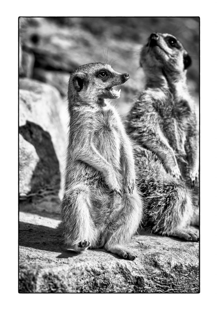 15_MCM_0527_ML_ERDMAENNCHEN_02_70x100_MICHAEL_C_MOELLER