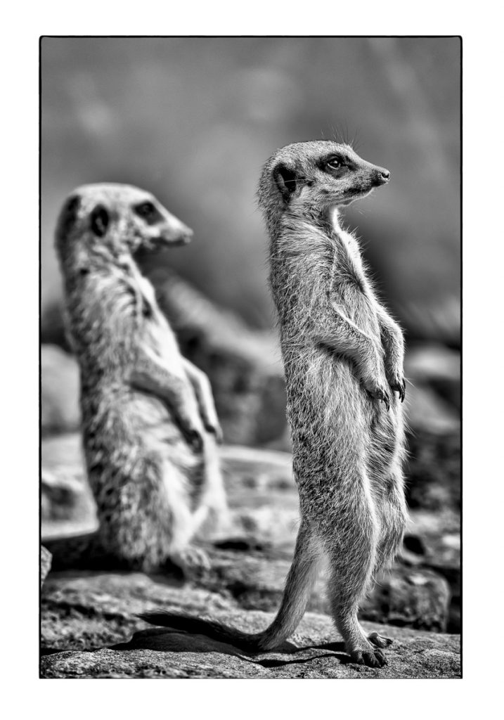 16_MCM_0586_ML_ERDMAENNCHEN_MICHAEL_C_MOELLER