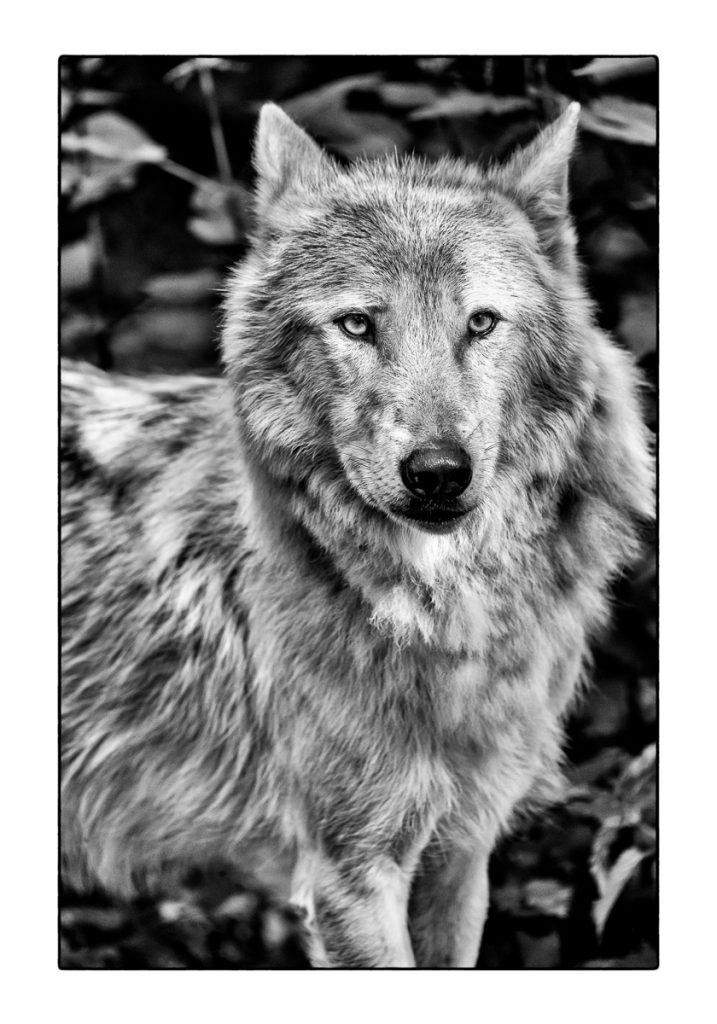 17_MCM_1940_ML_WOLF_02_70x100_MICHAEL_C_MOELLER