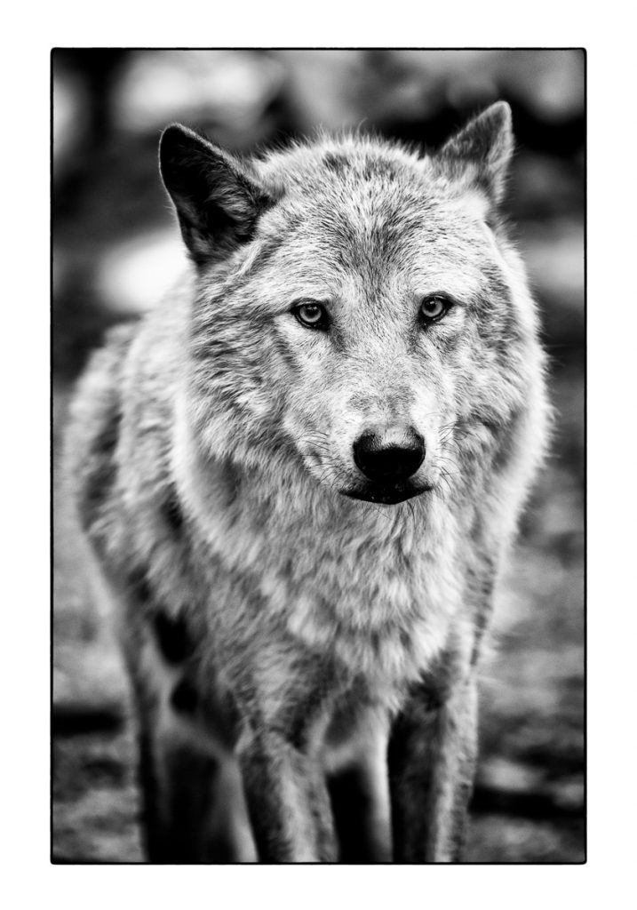 18_MCM_1952_ML_WOLF_01_70x100_MICHAEL_C_MOELLER